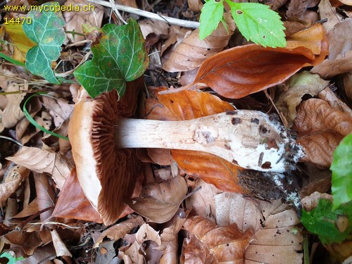 Cortinarius tacitus - 