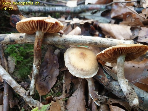 Cortinarius braun - 