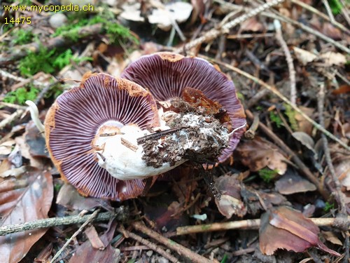 Cortinarius camphoratus - 