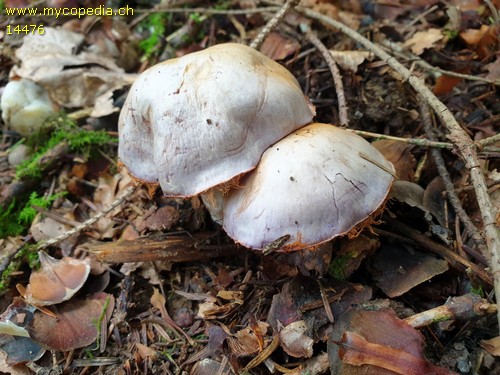 Cortinarius camphoratus - 