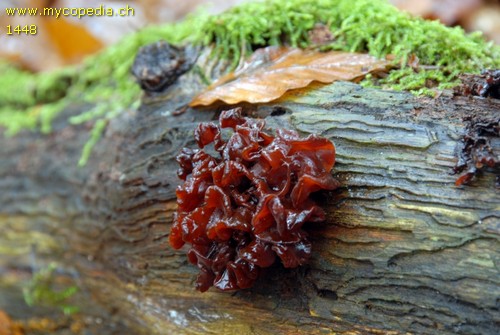 Phaeotremella frondosa - 