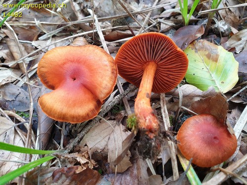 Cortinarius cinnabarinus - 