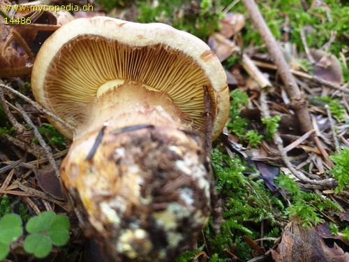 Cortinarius meinhardii - 