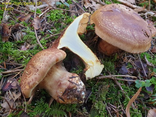 Cortinarius meinhardii - 