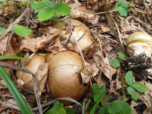 Cortinarius meinhardii - 