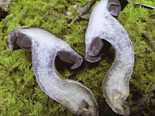 Cortinarius infractus var. obscurocyaneus - 