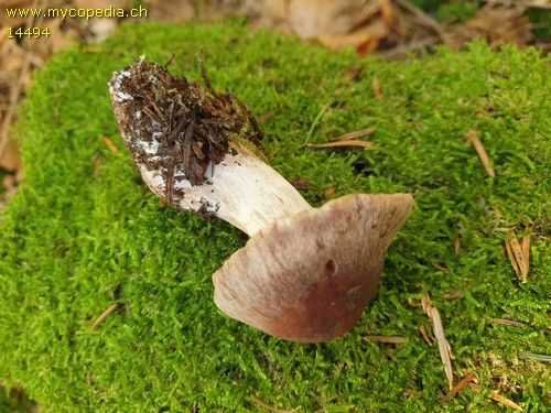 Cortinarius tacitus - 