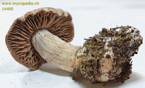 Cortinarius tacitus - 