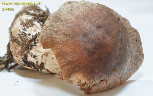 Cortinarius tacitus - 