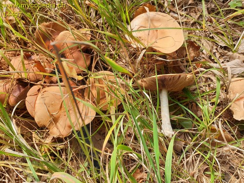 Cortinarius talus - 