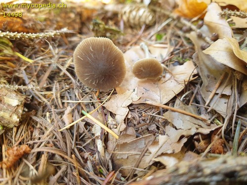 Pluteus phlebophorus - 