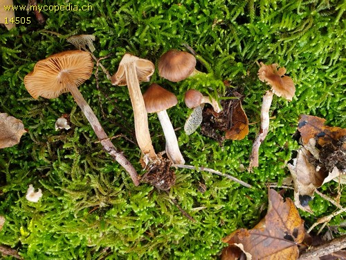 Cortinarius sublatisporus - 