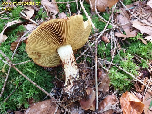 Cortinarius odorifer - 