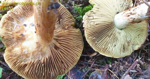 Cortinarius odorifer - 