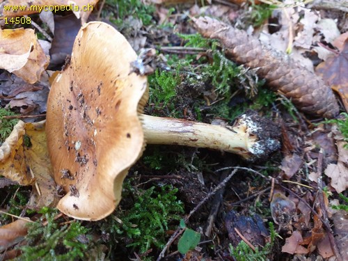 Cortinarius metarius - 