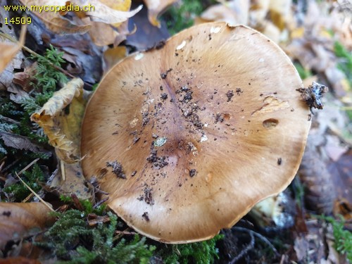 Cortinarius metarius - 