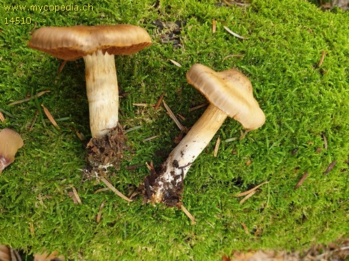 Cortinarius biformis - 