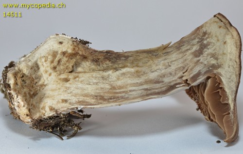 Cortinarius tacitus - 