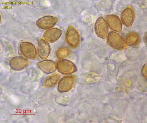 Phlegmacium barrentium - Sporen - Wasser  - 
