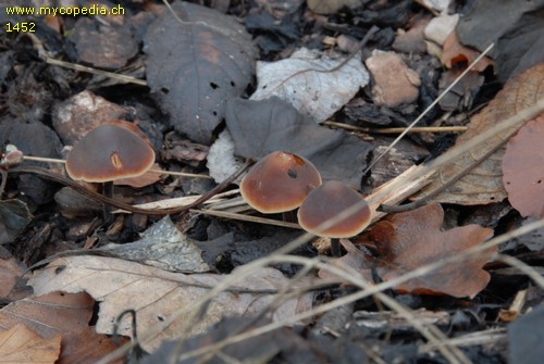 Macrocystidia cucumis - 