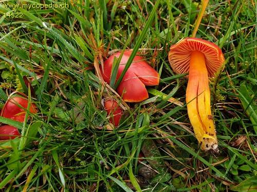 Hygrocybe splendissima - 