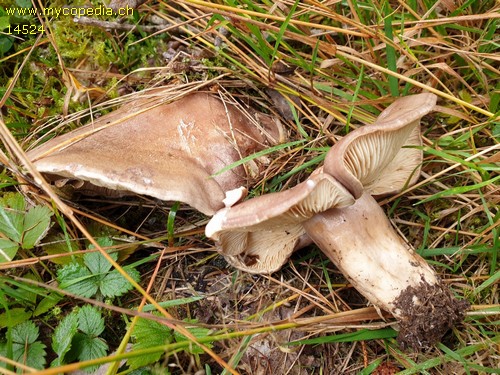 Lactarius flexuosus var. flexuosus - 