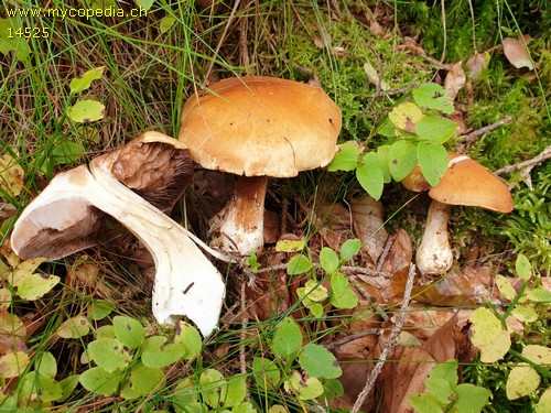 Cortinarius - 