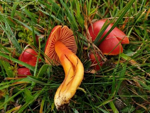 Hygrocybe splendissima - 