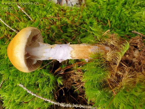 Cortinarius muscigenus - 