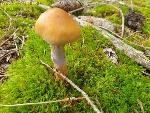 Cortinarius muscigenus - 