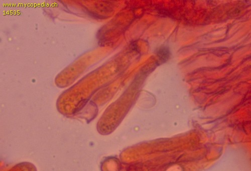 Dermoloma cuneifolium - Cheilozystiden - Kongorot  - 