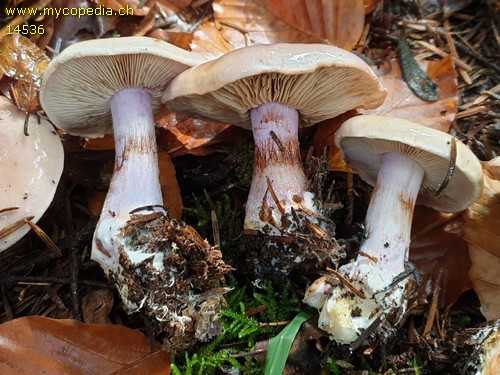 Cortinarius dibaphus - 