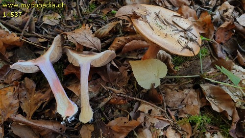 Cortinarius dibaphus - 