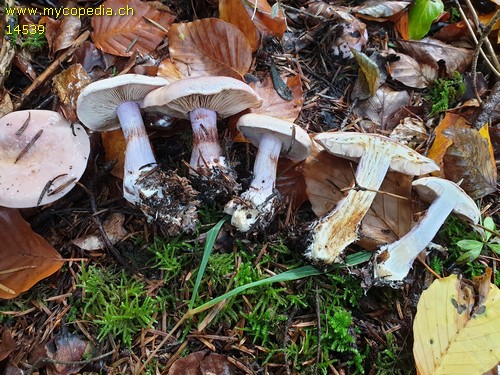 Cortinarius dibaphus - 