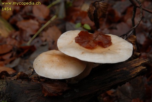 Pholiota lenta - 