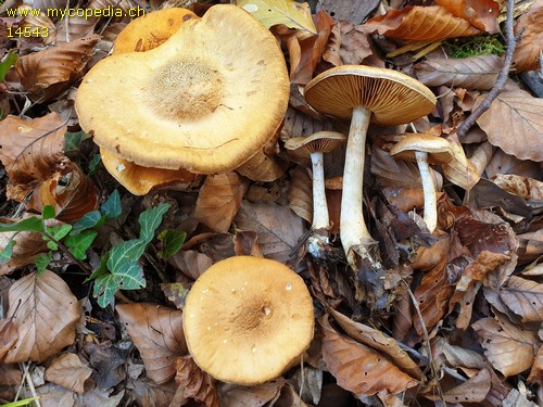 Cortinarius delibutus var. delibutus - 