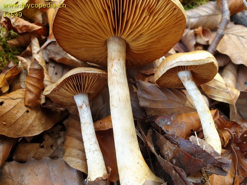 Cortinarius delibutus var. delibutus - 