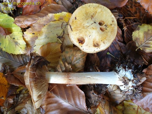 Cortinarius callochrous - 