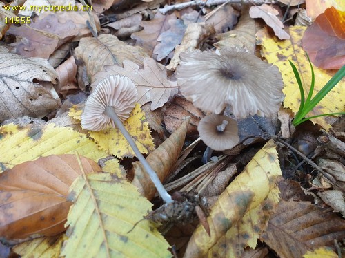 Entoloma asprellum - 