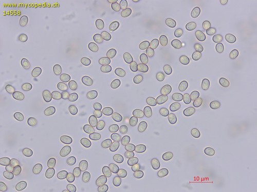 Tapinella panuoides - Sporen - Wasser  - 