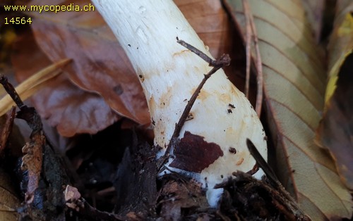 Cortinarius olidus - 