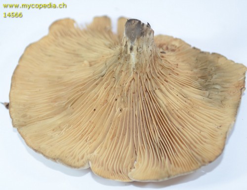 Clitocella popinalis - 