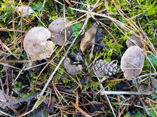 Lepiota fuscovinacea - 