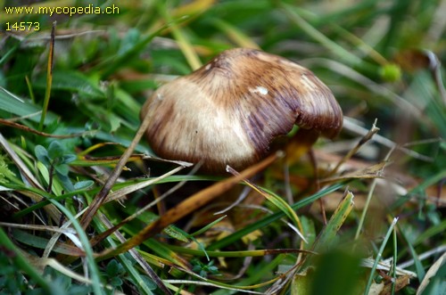 Entoloma ameides - 