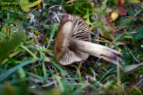 Entoloma ameides - 