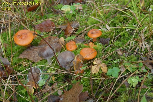 Lactarius aurantiacus - 