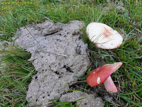 Russula sanguinea - 