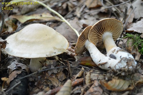 Cortinarius turgidus - 