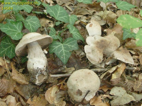 Cortinarius turgidus - 