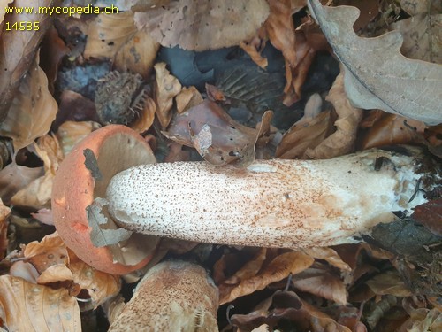 Leccinum aurantiacum - 